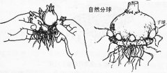 风信子分球繁殖