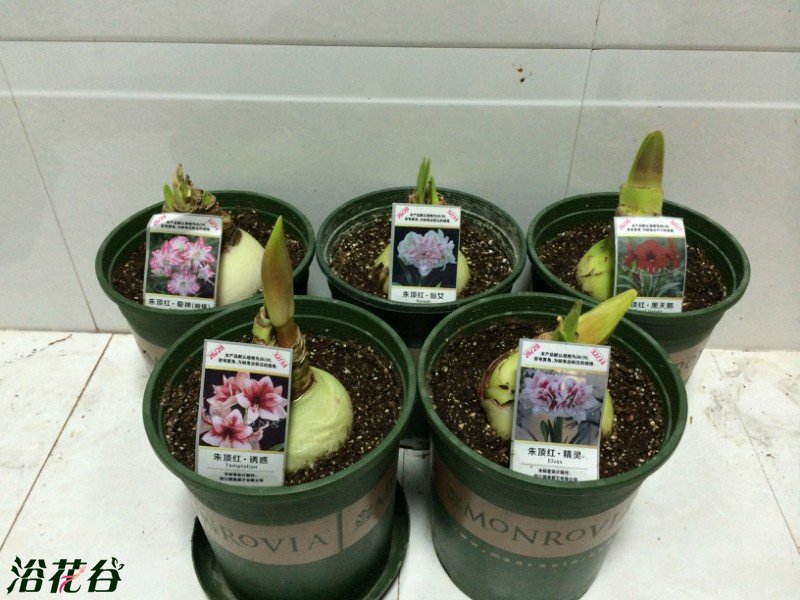 朱顶红什么时候开花