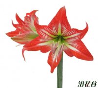 土朱和洋朱的图文介绍