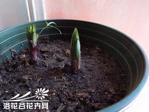 盆栽<a href='https://www.861230.com/guanhuazhiwu/6585.html' target='_blank'><u>百合</u></a>怎么养？（图文）
