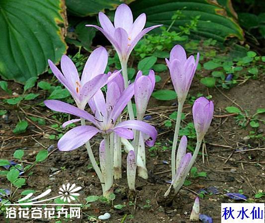 <a href='https://www.861230.com/guanhuazhiwu/6557.html' target='_blank'><u>水仙</u></a>的养殖方法