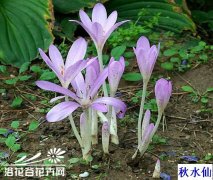 秋水仙的养殖方法