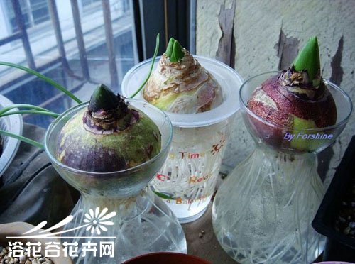 <a href='https://www.861230.com/guanhuazhiwu/7.html' target='_blank'><u>风信子</u></a>的养殖方法
