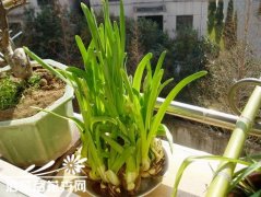 怎样防止水仙叶片徒长（过长）