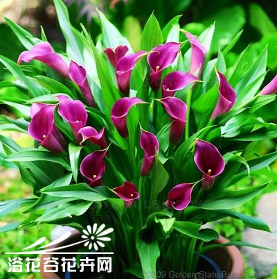 怎样栽培彩色<a href='https://www.861230.com/guanhuazhiwu/48.html' target='_blank'><u>马蹄莲</u></a>