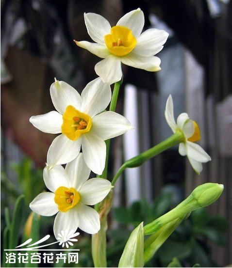 <a href='https://www.861230.com/guanhuazhiwu/6557.html' target='_blank'><u>水仙</u></a>春节开花有诀窍