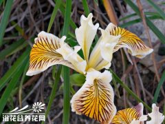 球根鸢尾常见病虫害