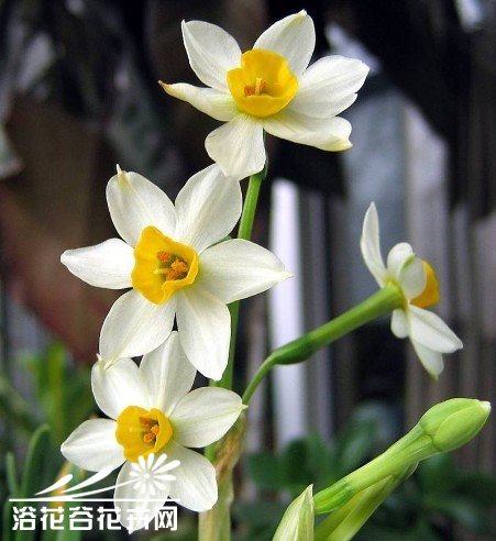 <a href='https://www.861230.com/guanhuazhiwu/6557.html' target='_blank'><u>水仙</u></a>花的秋冬栽培要点