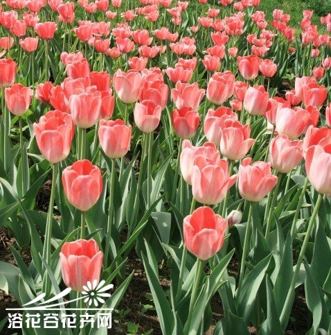 <a href='https://www.ahuacao.com/guanhuazhiwu/63.html' target='_blank'><u>郁金香</u></a>的栽培技术
