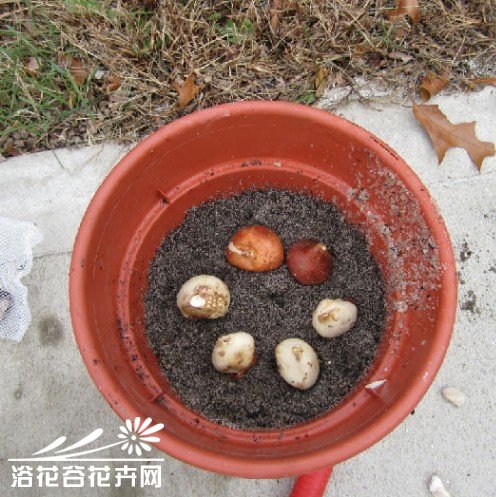 <a href='https://www.ahuacao.com/guanhuazhiwu/63.html' target='_blank'><u>郁金香</u></a>的栽培技术