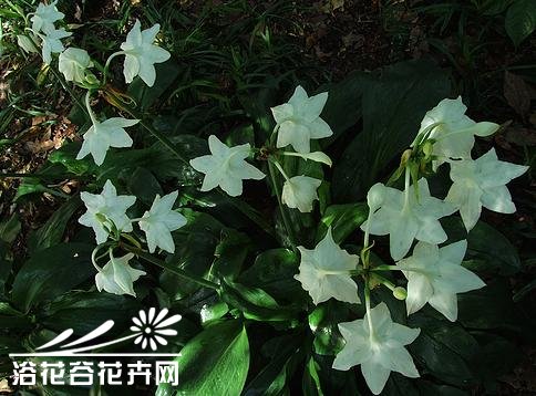 南美<a href='https://www.861230.com/guanhuazhiwu/6557.html' target='_blank'><u>水仙</u></a>的养殖方法