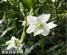 如何挑选南美水仙球