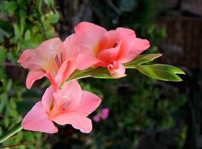 唐菖蒲子球的复壮及栽培技术