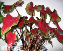 如何管理休眠期的花叶芋