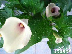 球根彩马的栽培技巧
