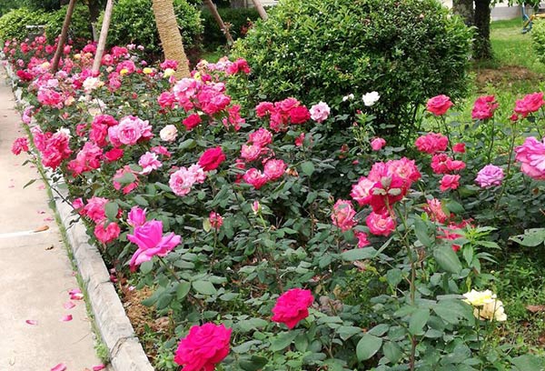 地栽<a href='https://www.861230.com/guanhuazhiwu/44.html' target='_blank'><u>月季</u></a>