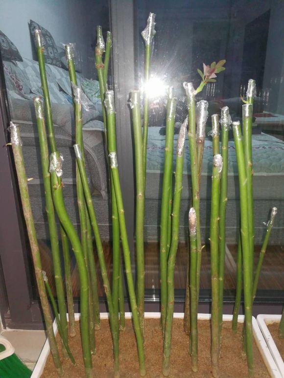 无刺蔷薇扦插