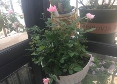 北阳台可以种月季吗|凑合能养