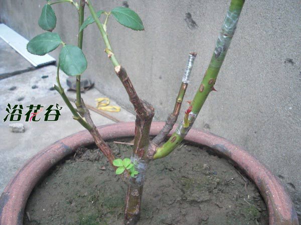 <a href='https://www.861230.com/guanhuazhiwu/44.html' target='_blank'><u>月季</u></a>嫁接