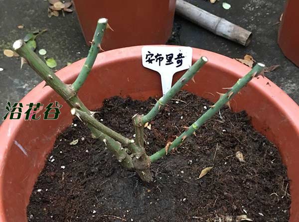 <a href='https://www.861230.com/guanhuazhiwu/44.html' target='_blank'><u>月季</u></a>冬天修剪