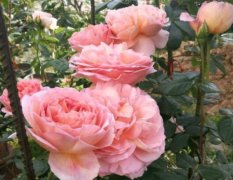 月季花后如何修剪