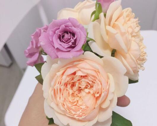 <a href='https://www.861230.com/guanhuazhiwu/44.html' target='_blank'><u>月季</u></a>花后如何修剪