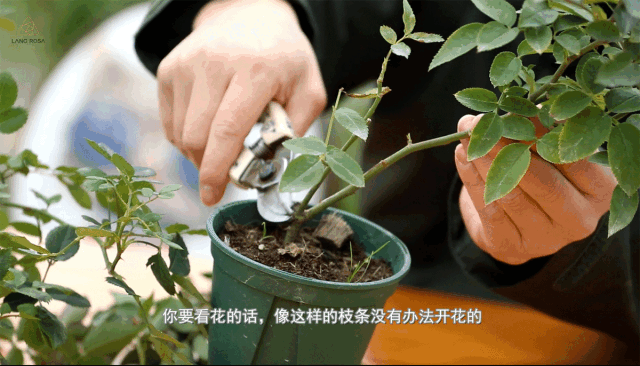 <a href='https://www.861230.com/guanhuazhiwu/44.html' target='_blank'><u>月季</u></a>小苗冬天需要修剪吗