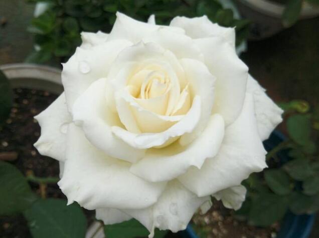 坦尼克<a href='https://www.861230.com/guanhuazhiwu/44.html' target='_blank'><u>月季</u></a>品种怎么样
