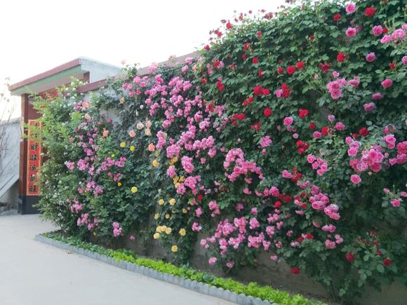 藤本<a href='https://www.861230.com/guanhuazhiwu/44.html' target='_blank'><u>月季</u></a>冬天落叶吗