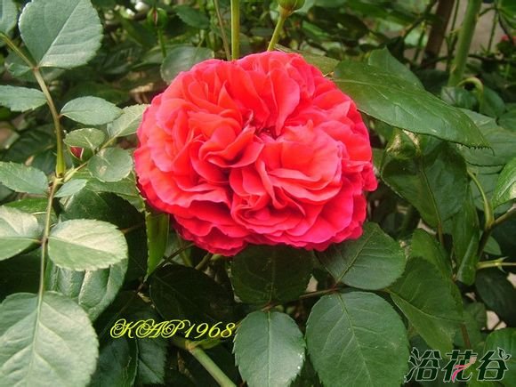 <a href='https://www.861230.com/guanhuazhiwu/44.html' target='_blank'><u>月季</u></a>红色龙沙宝石是什么特性(心得)