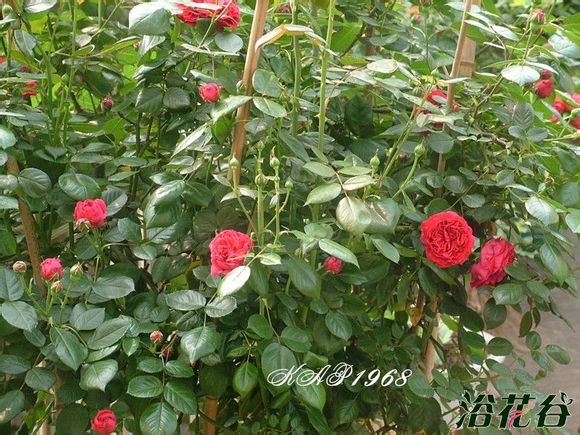 <a href='https://www.861230.com/guanhuazhiwu/44.html' target='_blank'><u>月季</u></a>红色龙沙宝石是什么特性(心得)