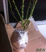 月季大苗的缓苗（裸根）