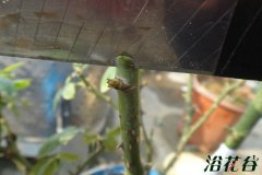 月季嫁接时间(附砧木、方法)