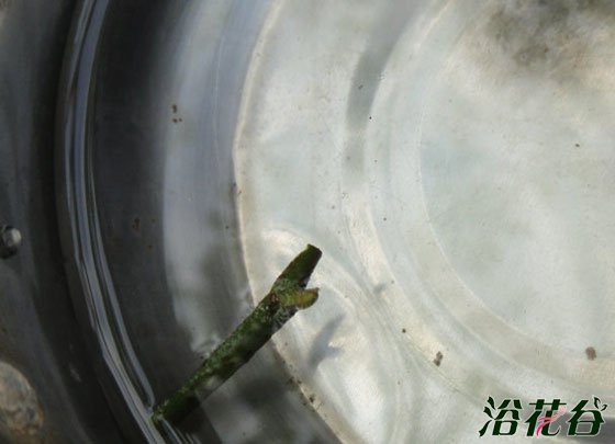 <a href='https://www.861230.com/guanhuazhiwu/44.html' target='_blank'><u>月季</u></a>嫁接时间(附砧木、方法)