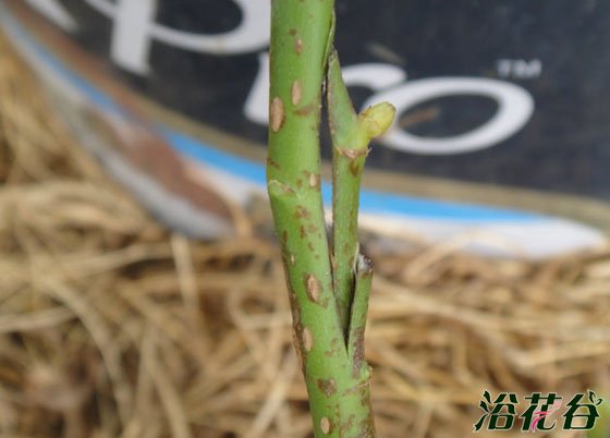 <a href='https://www.861230.com/guanhuazhiwu/44.html' target='_blank'><u>月季</u></a>嫁接时间(附砧木、方法)