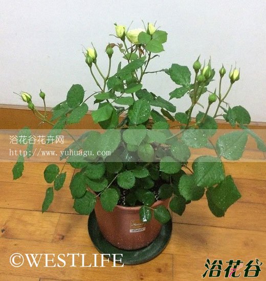 奶油龙沙<a href='https://www.861230.com/guanhuazhiwu/44.html' target='_blank'><u>月季</u></a>是藤本吗