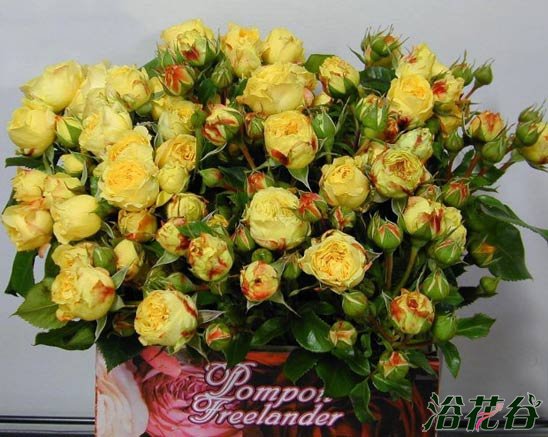 柠檬绒球Lemon Pompon
