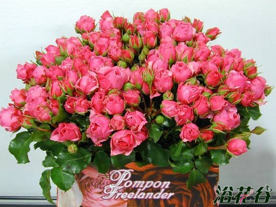 粉红绒球Pink Pompon