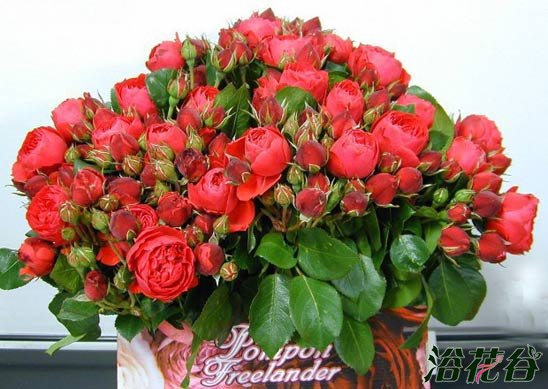 红色绒球Red Pompon