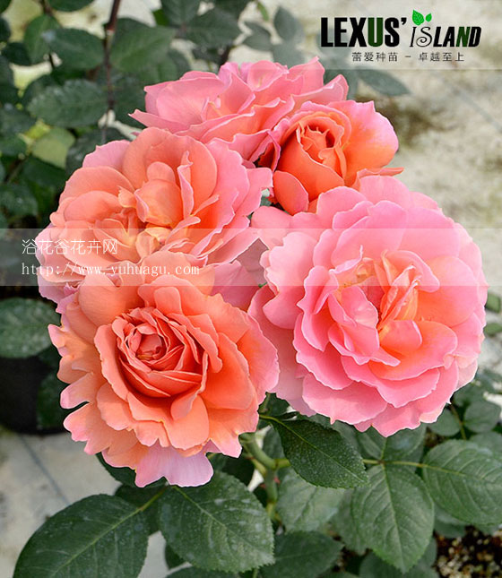 <a href='https://www.861230.com/guanhuazhiwu/44.html' target='_blank'><u>月季</u></a>花苞该不该疏蕾(图)