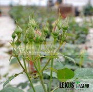 月季花苞该不该疏蕾(图)