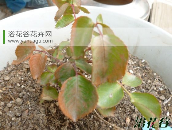 <a href='https://www.861230.com/guanhuazhiwu/44.html' target='_blank'><u>月季</u></a>肥伤怎么办(症状描述)