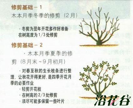 <a href='https://www.861230.com/guanhuazhiwu/44.html' target='_blank'><u>月季</u></a>什么时候修剪
