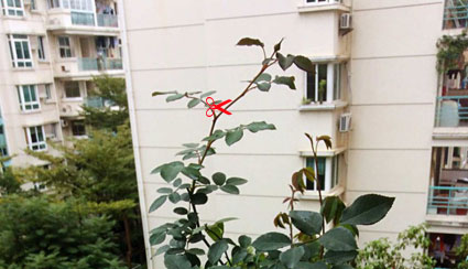<a href='https://www.861230.com/guanhuazhiwu/44.html' target='_blank'><u>月季</u></a>什么时候修剪