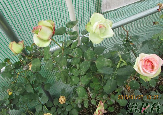 <a href='https://www.861230.com/guanhuazhiwu/44.html' target='_blank'><u>月季</u></a>春化的一些见解