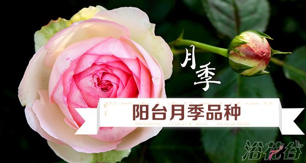 阳台<a href='https://www.861230.com/guanhuazhiwu/44.html' target='_blank'><u>月季</u></a>品种