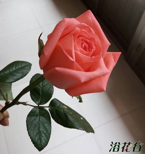 切花<a href='https://www.861230.com/guanhuazhiwu/44.html' target='_blank'><u>月季</u></a>是什么意思