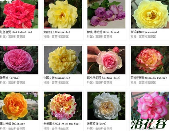 <a href='https://www.861230.com/guanhuazhiwu/44.html' target='_blank'><u>月季</u></a>有几种颜色