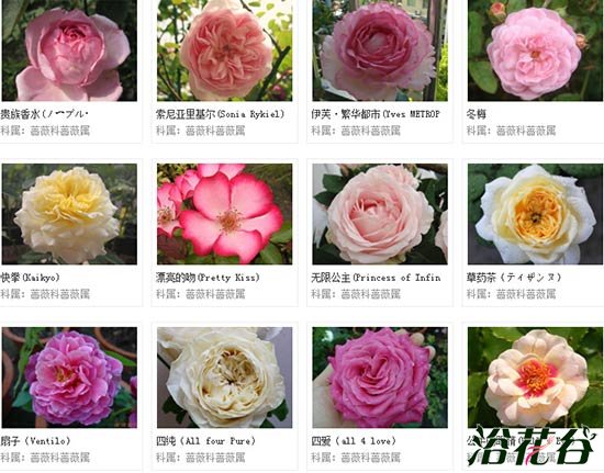 <a href='https://www.861230.com/guanhuazhiwu/44.html' target='_blank'><u>月季</u></a>有几种颜色