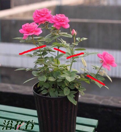 阳台系列<a href='https://www.861230.com/guanhuazhiwu/44.html' target='_blank'><u>月季</u></a>的花后修剪